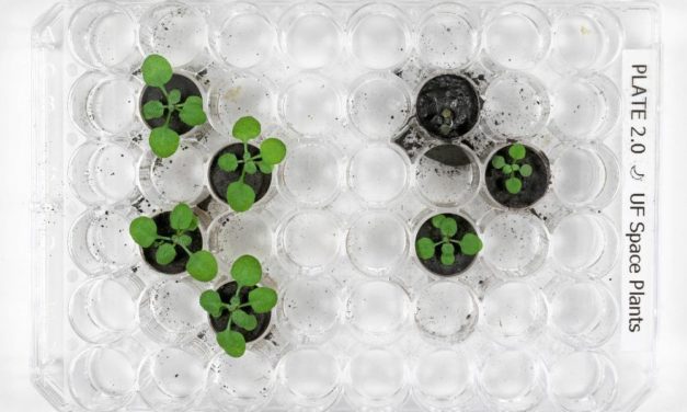 Pflanzen können im Mondboden gezüchtet werden – aber nur langsam