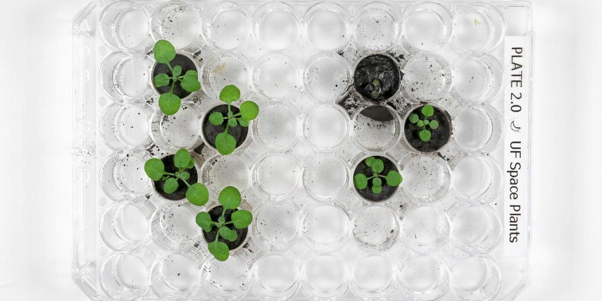 Pflanzen können im Mondboden gezüchtet werden – aber nur langsam