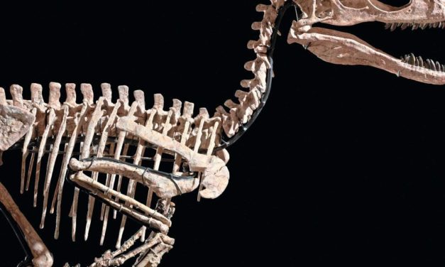 Dino-Skelett wurde für knapp zwölf Millionen Euro versteigert