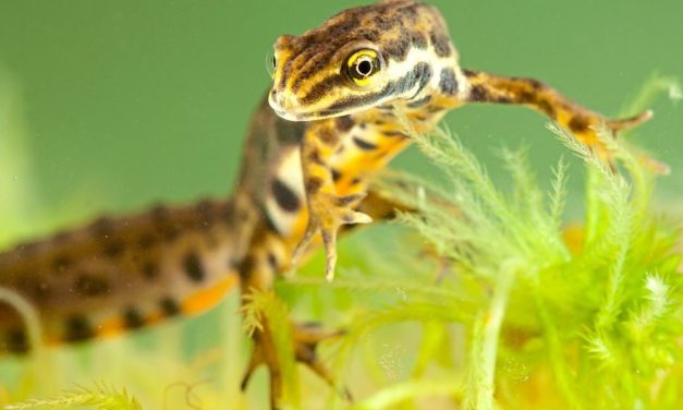Kleine Wasserdrachen in der Großstadt