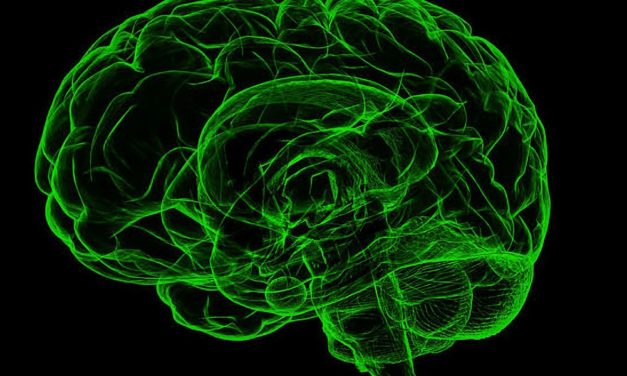 Zusammenhang zwischen Gehirngröße und IQ wird oft überschätzt