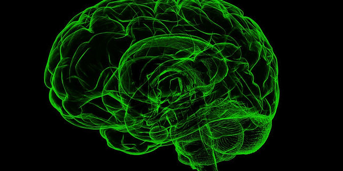Zusammenhang zwischen Gehirngröße und IQ wird oft überschätzt