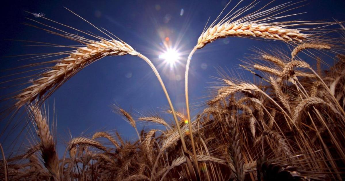 Weizenpreis erklimmt historische Höhen