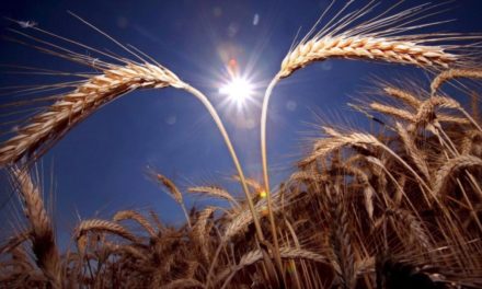 Warnung vor „apokalyptischen“ Lebensmittelpreisen