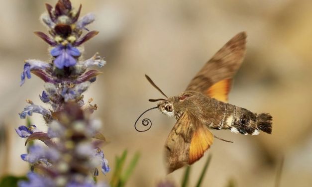 Immer mehr Schmetterling sterben aus