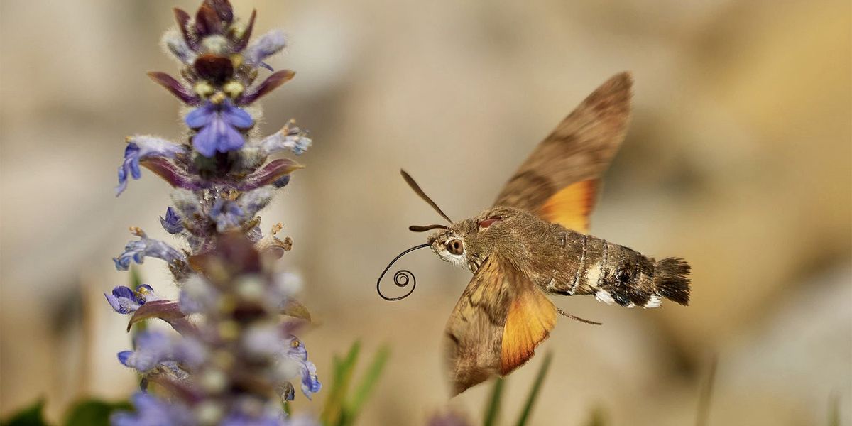 Immer mehr Schmetterling sterben aus