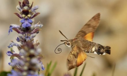 Immer mehr Schmetterlinge sterben aus