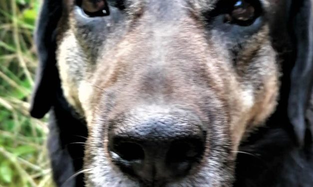 Können Tiere denken?