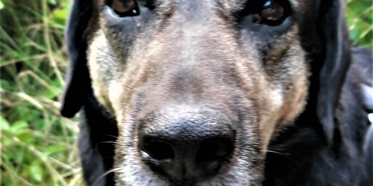 Können Tiere denken?