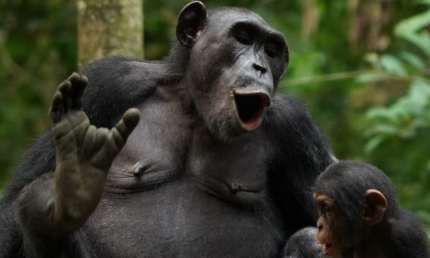 Haben Schimpansen doch eine Art von Protosprache?
