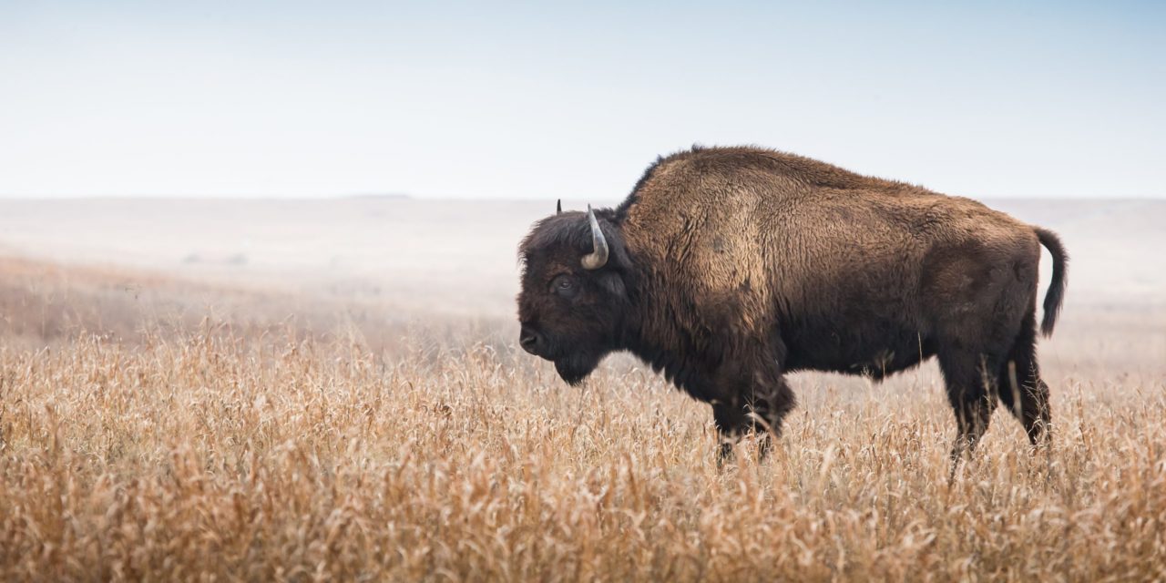 Bison: Bitcoin (BTC) shoppen auf Europas größtem Onlinebroker