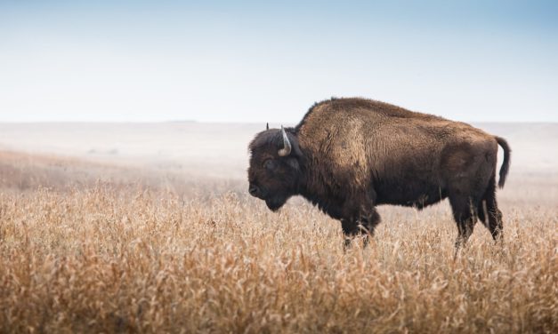 Bison: Bitcoin (BTC) shoppen auf Europas größtem Onlinebroker