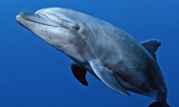 Delfine verarzten ihre Hautprobleme mit Korallenschleim