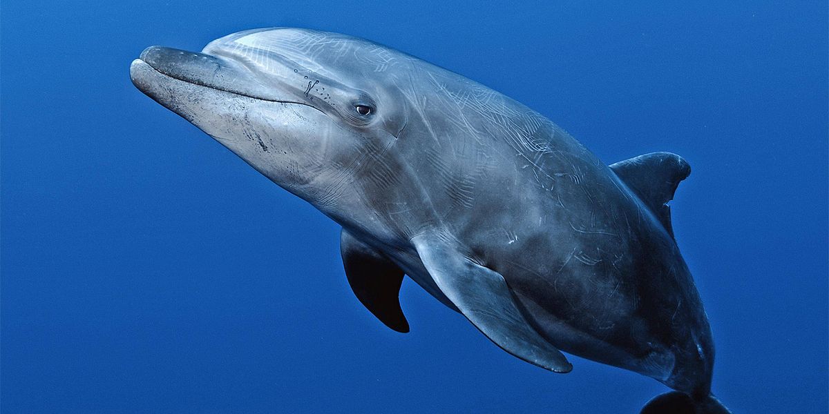 Delfine verarzten ihre Hautprobleme mit Korallenschleim