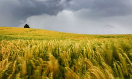 Ammoniak aus der Landwirtschaft fördert die Wolkenbildung