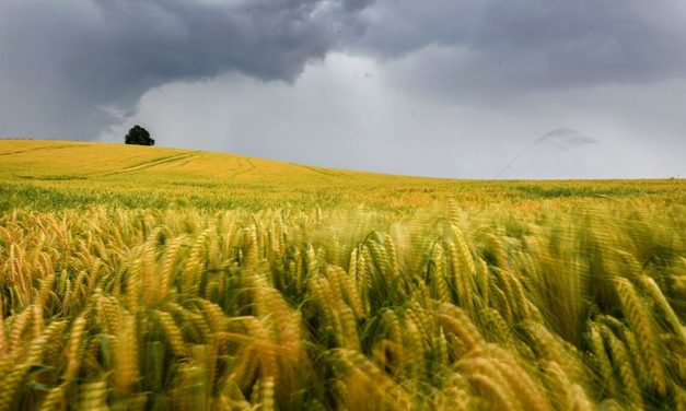 Ammoniak aus der Landwirtschaft fördert die Wolkenbildung