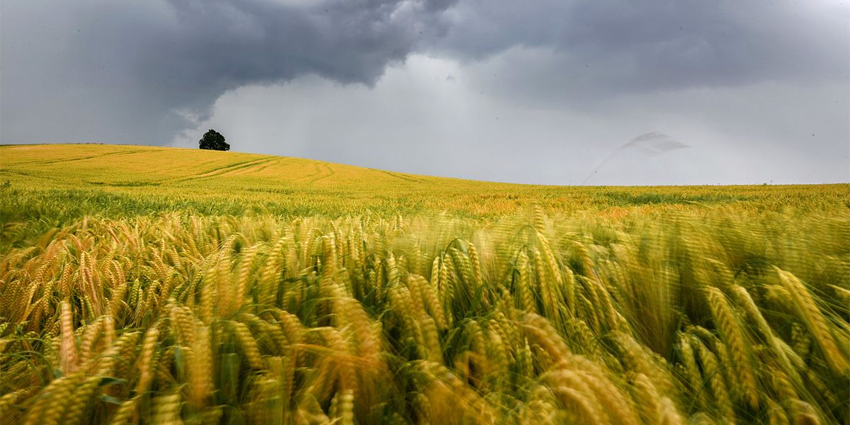 Ammoniak aus der Landwirtschaft fördert die Wolkenbildung