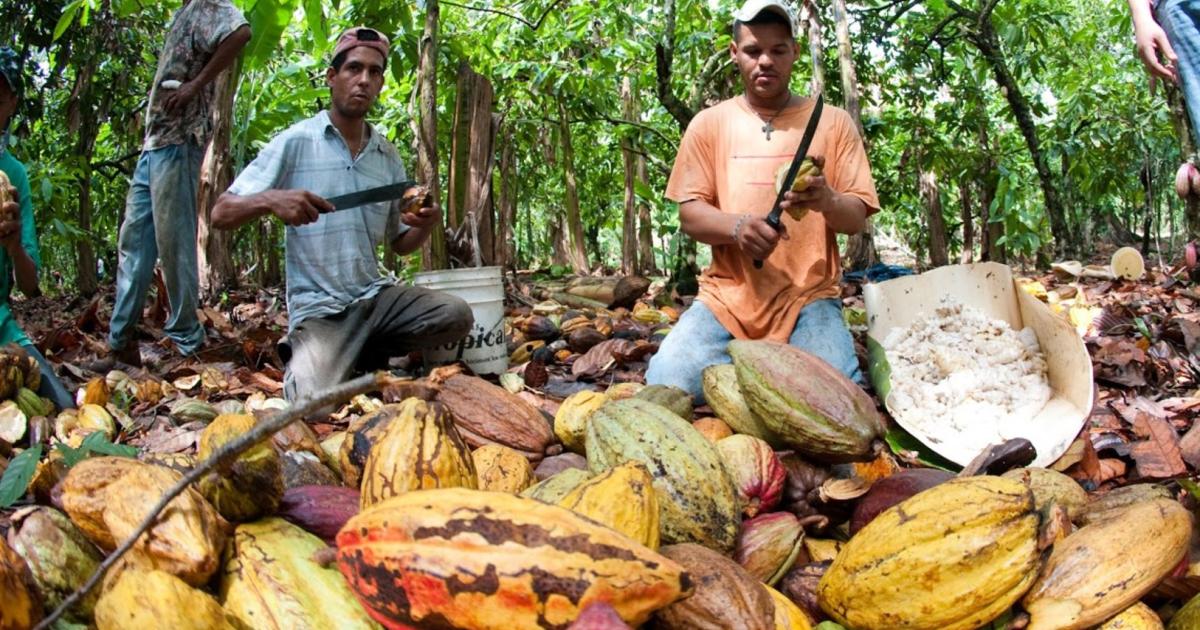 Fairtrade: Wie der Boom ausgebremst werden könnte