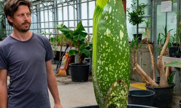 Bald erstmals in Wien zu sehen und zu riechen: Eine blühende Titanenwurz