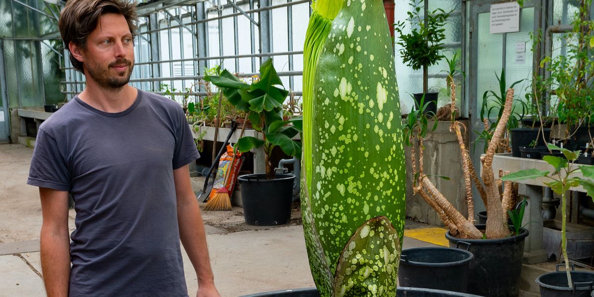 Bald erstmals in Wien zu sehen und zu riechen: Eine blühende Titanenwurz