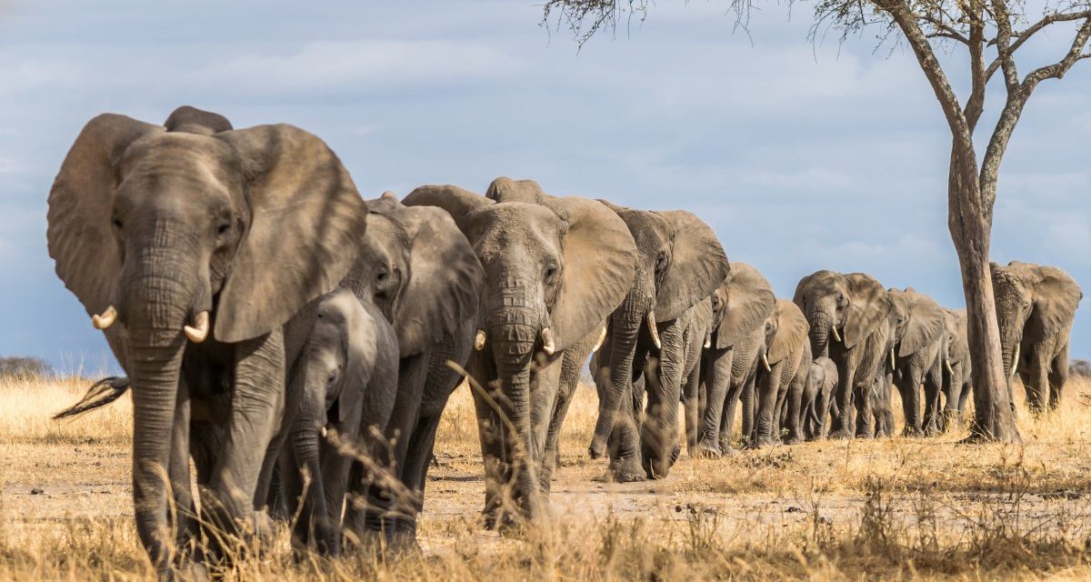 Datenbank PostgreSQL 15 Beta 1 hört auf den Befehl MERGE