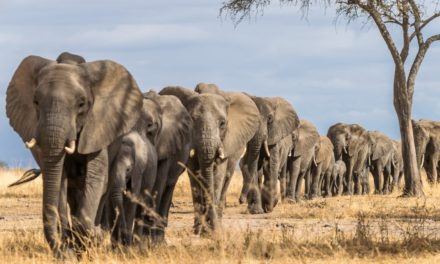 Datenbank PostgreSQL 15 Beta 1 hört auf den Befehl MERGE