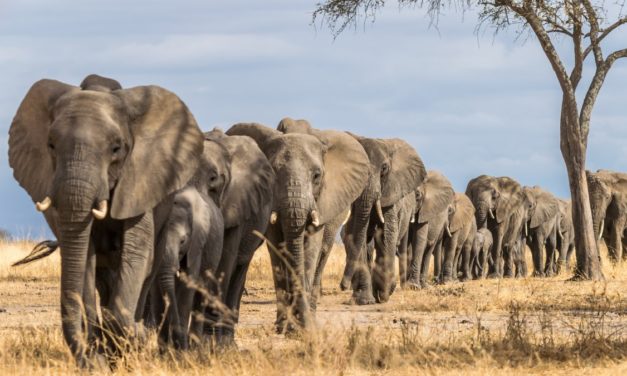 Datenbank PostgreSQL 15 Beta 1 hört auf den Befehl MERGE