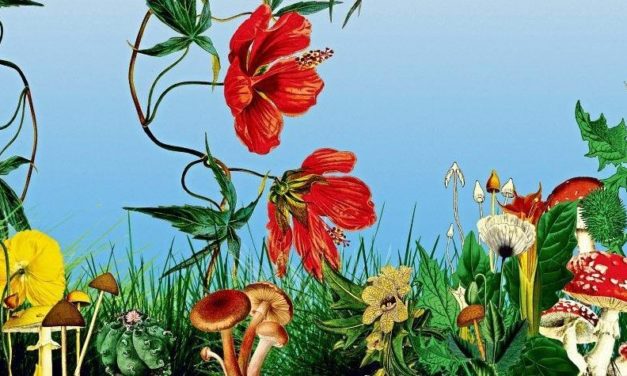 Narrische Flora: Welche Pflanzen und Pilze uns berauschen können
