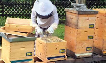 40 Kilo Honig: Imkern in der Stadt lohnt sich