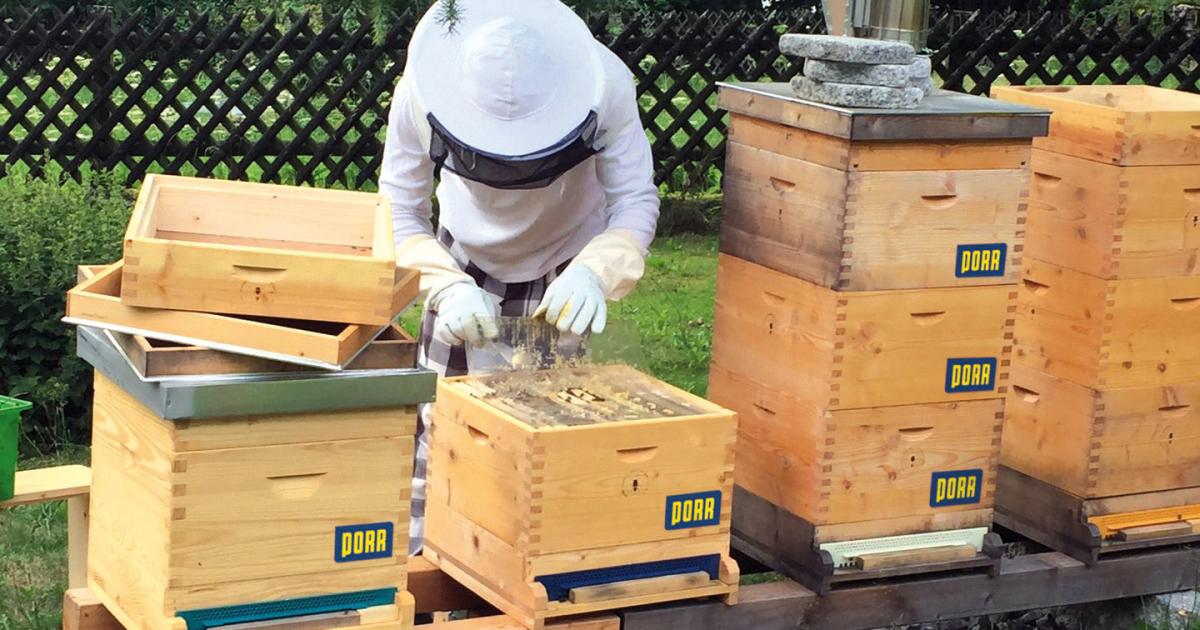 40 Kilo Honig: Imkern in der Stadt lohnt sich