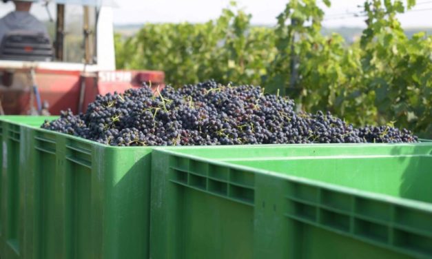 Höhere Preise: Energiesparen bei der Weinproduktion