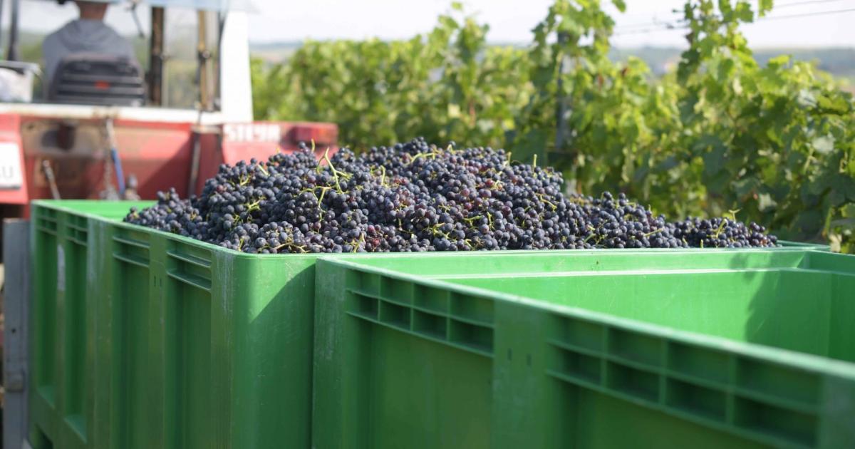 Höhere Preise: Energiesparen bei der Weinproduktion
