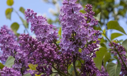 So wird der alte Fliederstrauch wieder jung