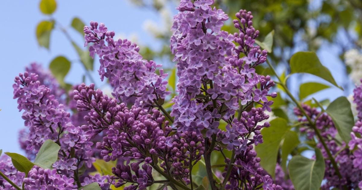 So wird der alte Fliederstrauch wieder jung