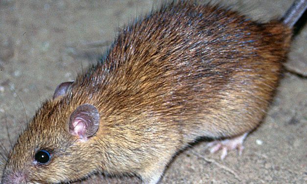 Die Hausratte folgte der römischen Expansion in Europa