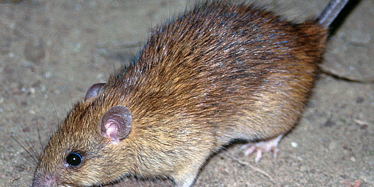 Die Hausratte folgte der römischen Expansion in Europa