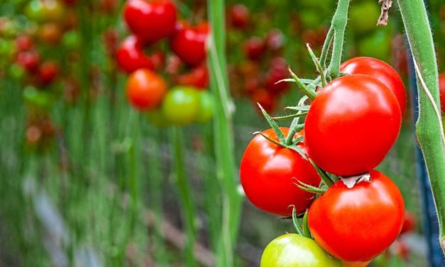 Gentechnisch veränderte Tomaten können Vitamin-D-Mangel entgegenwirken