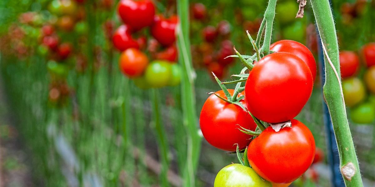 Gentechnisch veränderte Tomaten können Vitamin-D-Mangel entgegenwirken