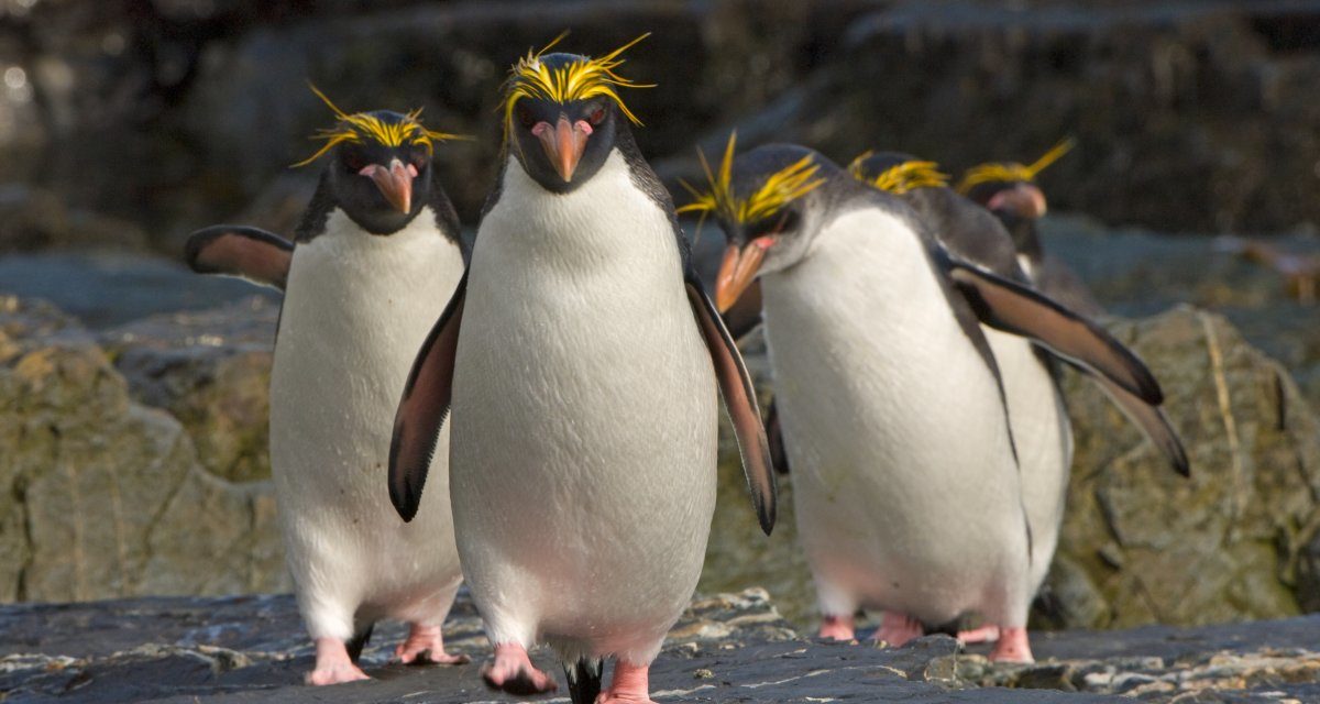 Linux 5.18 kommt als „kleine Revolution“