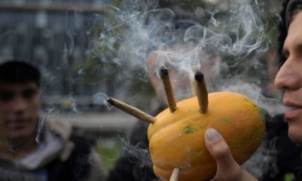 Wird Marihuana legalisiert, reduziert sich Konsum von Alkohol, Tabletten und Nikotin