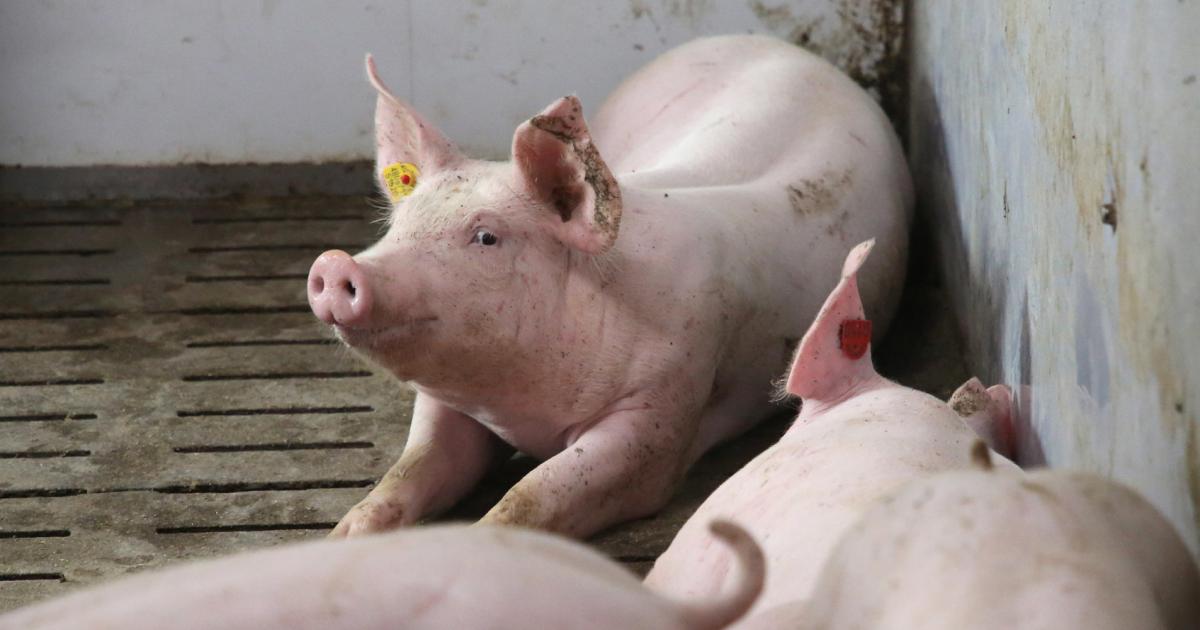 Billig statt Bio: Die Teuerung verändert das Konsumverhalten