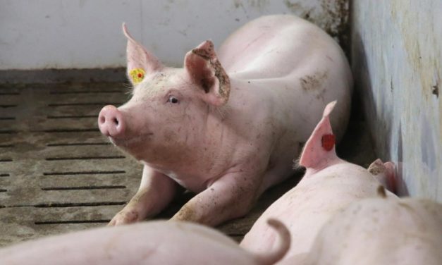 Billig statt Bio: Teuerung verändert Konsumverhalten beim Fleisch