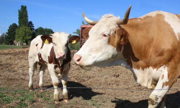 Neues AMA-Gütesiegel für Tierwohl