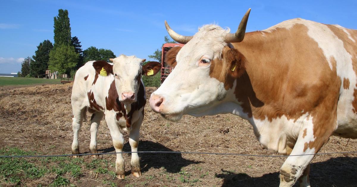 Neues AMA-Gütesiegel für Tierwohl