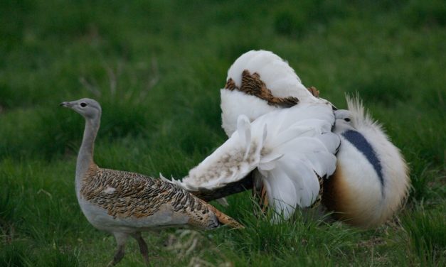 Die aufwendige Rettung der Großtrappe – und ihrer einzigartigen Balz