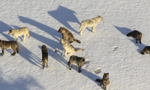 Mitgliedschaft in einer Gruppe steigert die genetische Fitness