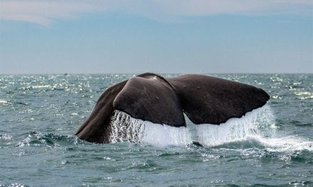 Gute Nachricht: Beinaheausrottung hat den Finnwal genetisch nicht geschwächt
