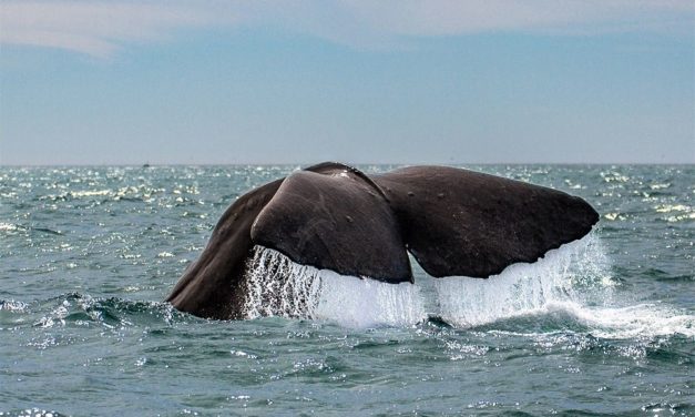 Gute Nachricht: Beinaheausrottung hat den Finnwal genetisch nicht geschwächt