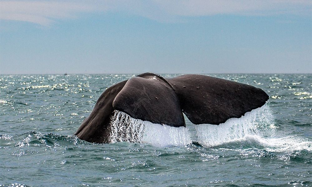 Gute Nachricht: Beinaheausrottung hat den Finnwal genetisch nicht geschwächt