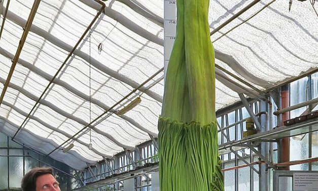 Der Titanenwurz blüht endlich – aber nur bis Montag